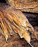 Yagodina cave.
