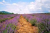 Lavender field in Central Bulgaria.