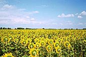 Bulgaria - sunflower field.