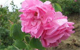 Маслодайна роза - България
